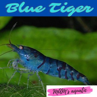 Camarones ornamentales azul tigre aquascape acuario