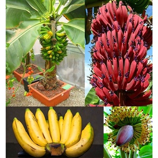 Banana Plants Mini Bonsai Seed Exotic Home Garden Plants 50PCS Rare Dwarf Banana Tree Seeds