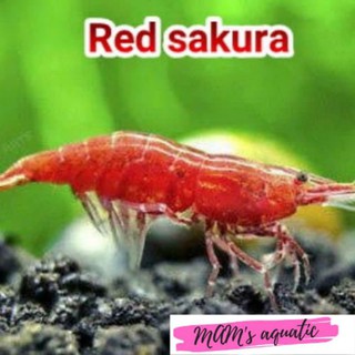 Rojo sakura Ornamental camarones aquascape acuario