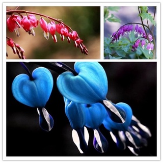 10 pzs semillas de corazón sangrado raras hierbas perennes dicentra spectabilis semillas de plantas azules no.55 ot6t