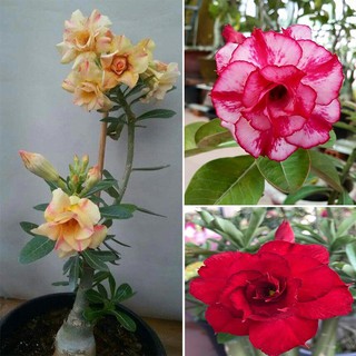 50pcs / Bag Adenium Bonsai Rose Flower Seeds For Desert Decoration