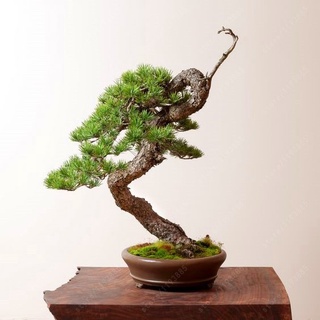 20 Pzs/Bolsa De Semillas De Pino En Miniatura , Árbol bonsai , Plantas Leñosas De Interior , Planta Perenne CVxJ