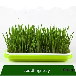 Kaaniy Nursery maceta Seed Sprouter Tray Soil-Free Wheatgrass Grower Seedling Sprout Tray