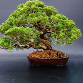 20pcs Rare Japanese White Pine Pinus Parviflora Tree Bonsai Seeds Home Plant