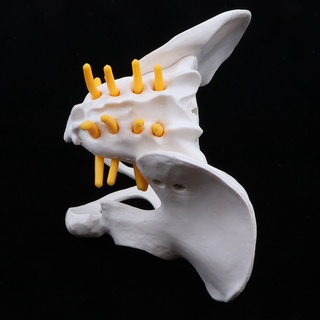 Female Pelvic Skeleton Anatomical Demonstration Model Study Model