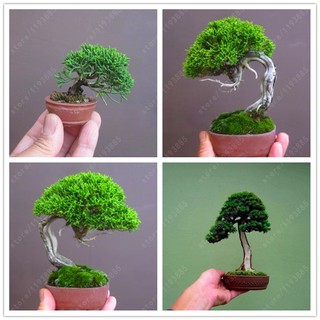 20 pzs/bolsa de semillas de pino en miniatura, semillas de árbol bonsai, plantas leñosas de interior, planta perenne de árbol de pino para jardín en miniatura (1)