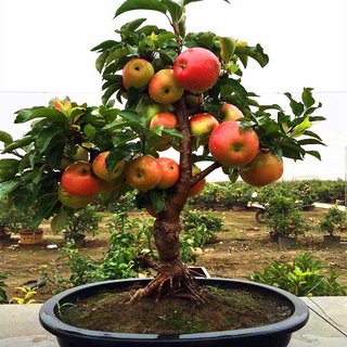 20 pzs semillas de manzano fruta dulce plantada bonsai semillas de árbol de manzana bonsai xeq9