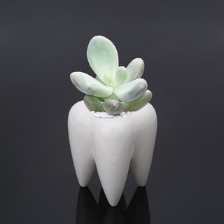 Maceta de cerámica en forma de diente de jardín, maceta verde, suculenta, Cactus, decoración (2)