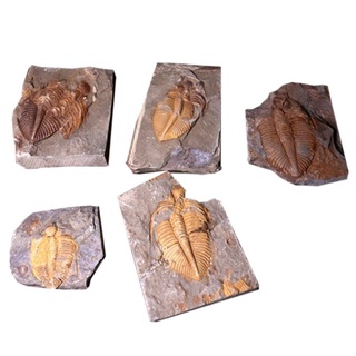 FOSSIL tr trilobite-fósil natural con caja de madera crownworm enseñando paleontología ciencia espécimen