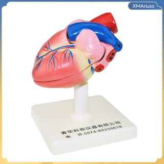 [xmariuso] Human Body Heart Anatomy Model Learning Educational Model Heart Structures