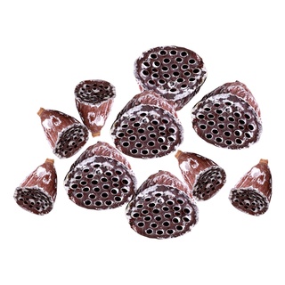 10pcs Natural Lotus Pods Dried Brown for Home Christmas Party Fall Decor