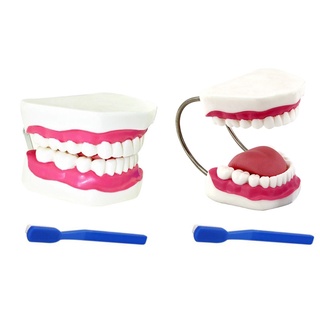 am proporcionalmente preciso modelo de dientes humanos con lengua móvil fácil de observar puede enseñar a los niños conocimiento sobre el cuidado dental
