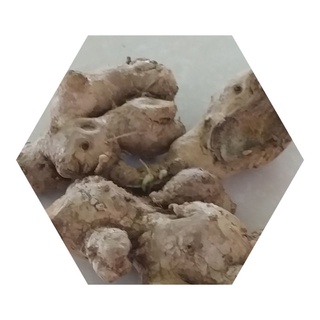 Rizomas Bulbos y Semillas de Ginger (3)